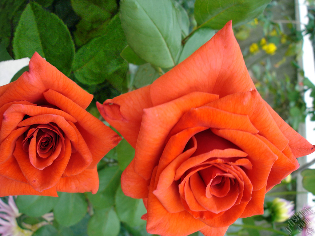 Red rose photo.
