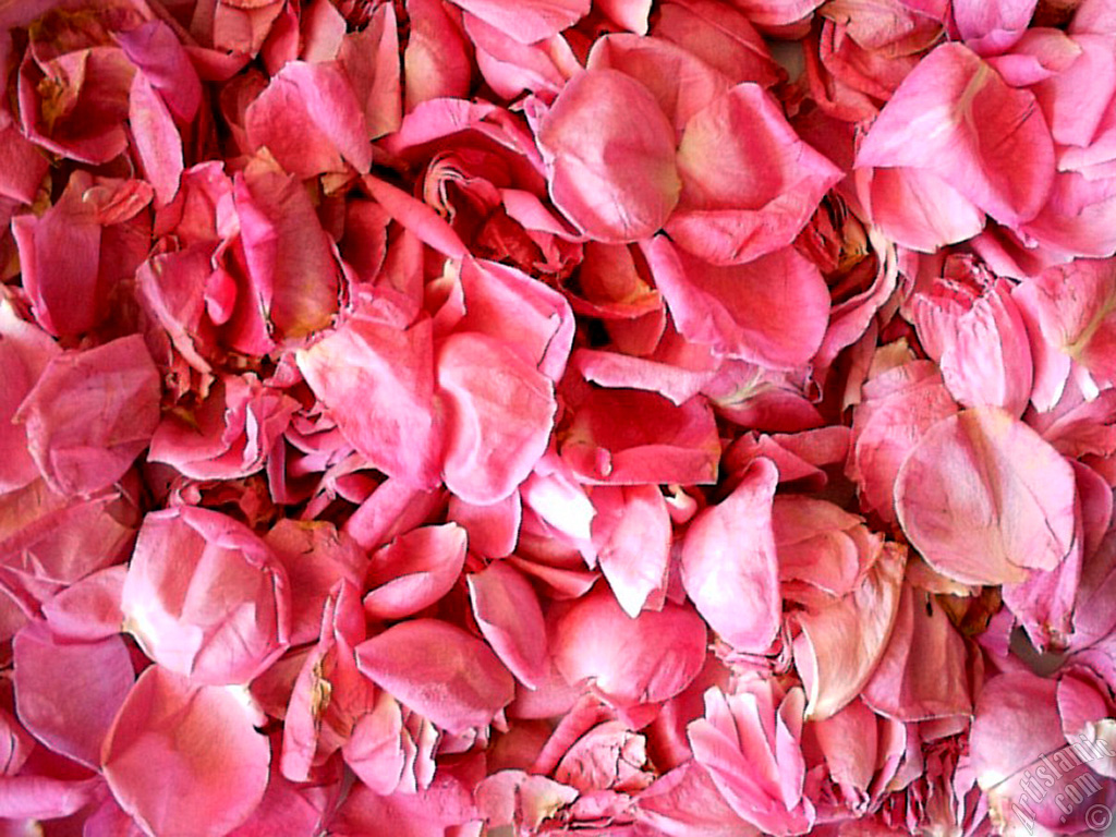 Rose leaves.

