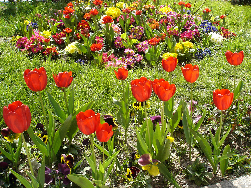 Red Turkish-Ottoman Tulip photo.

