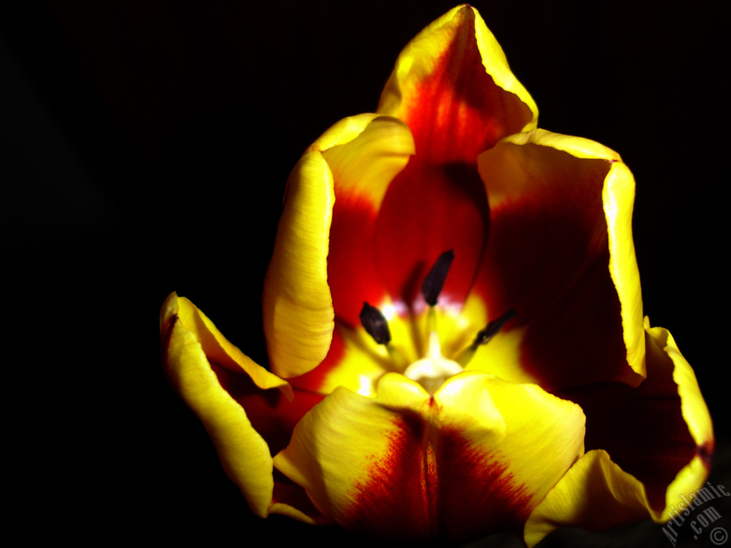 Red-yellow color Turkish-Ottoman Tulip photo.

