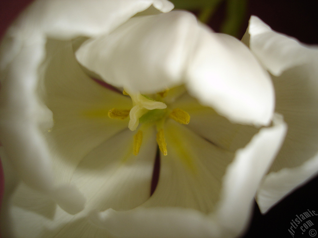White color Turkish-Ottoman Tulip photo.
