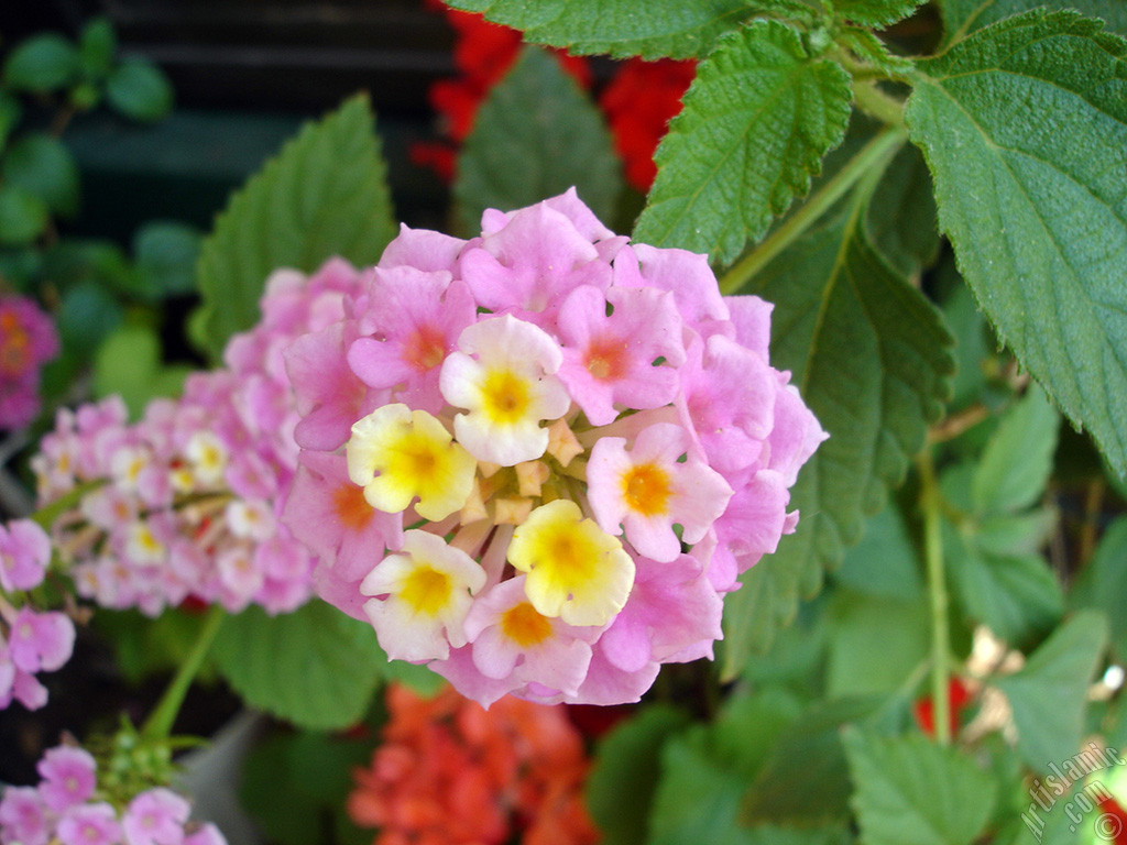 Lantana camara -bush lantana- flower.
