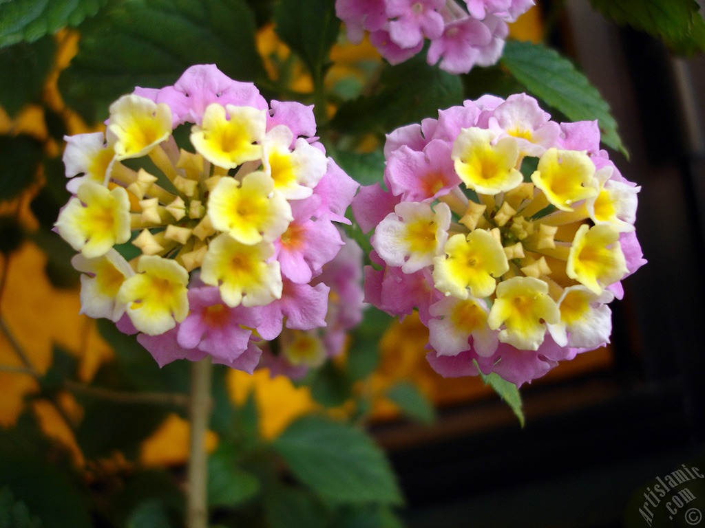 Lantana camara -bush lantana- flower.
