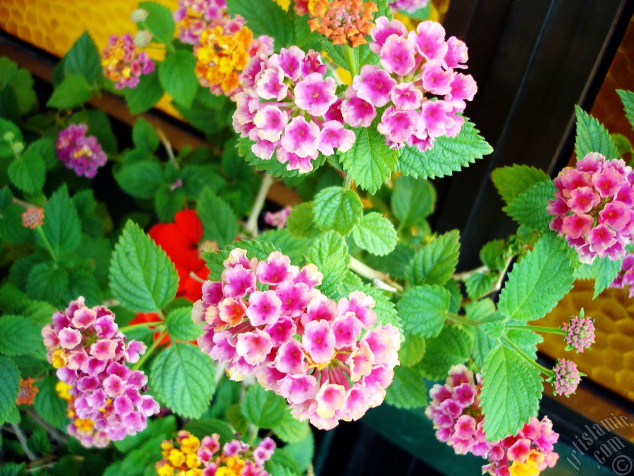 Lantana camara -bush lantana- flower.
