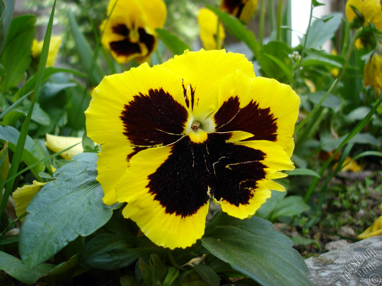 Yellow color Viola Tricolor -Heartsease, Pansy, Multicoloured Violet, Johnny Jump Up- flower.
