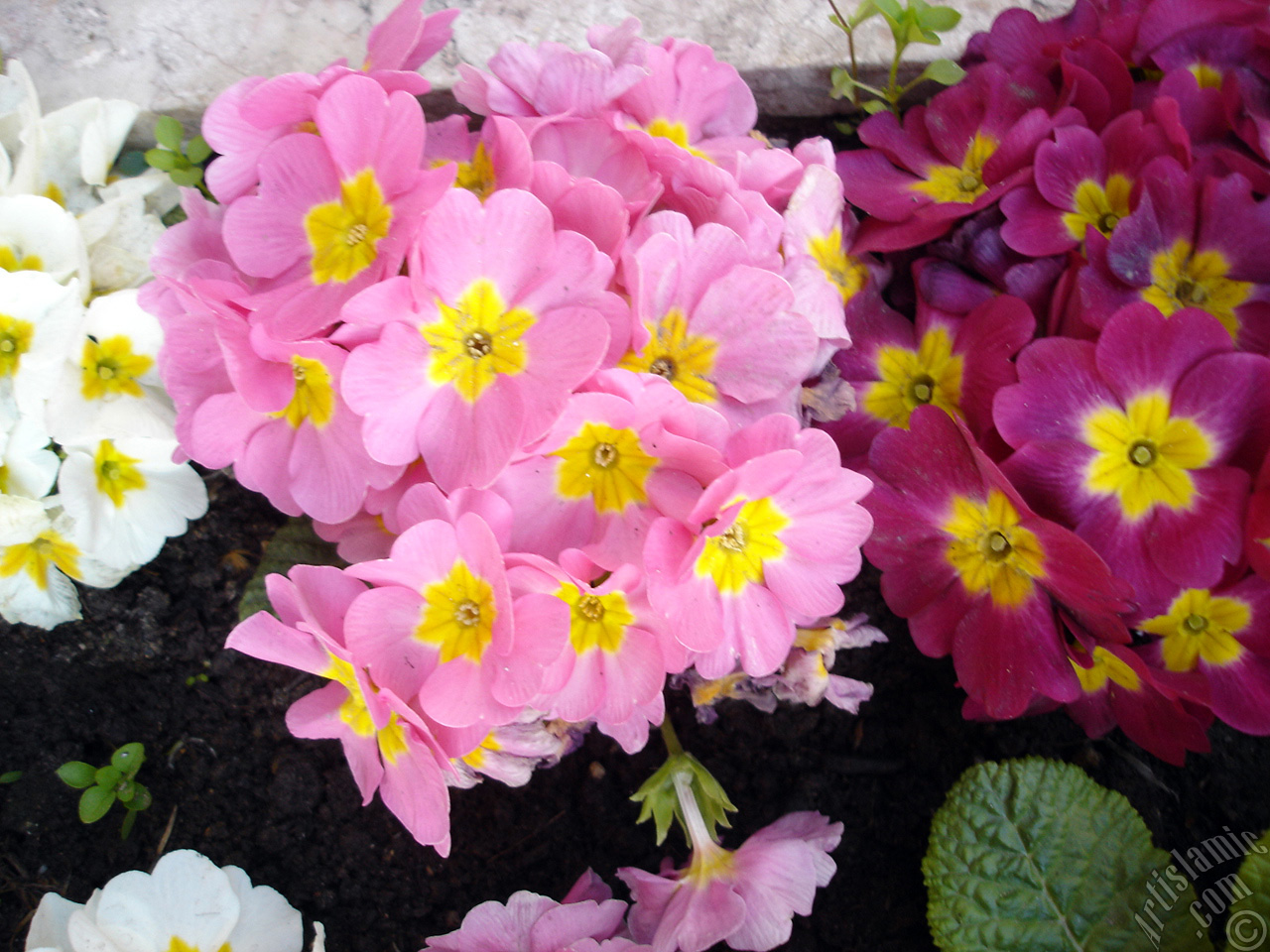 A primrose flower photo.

