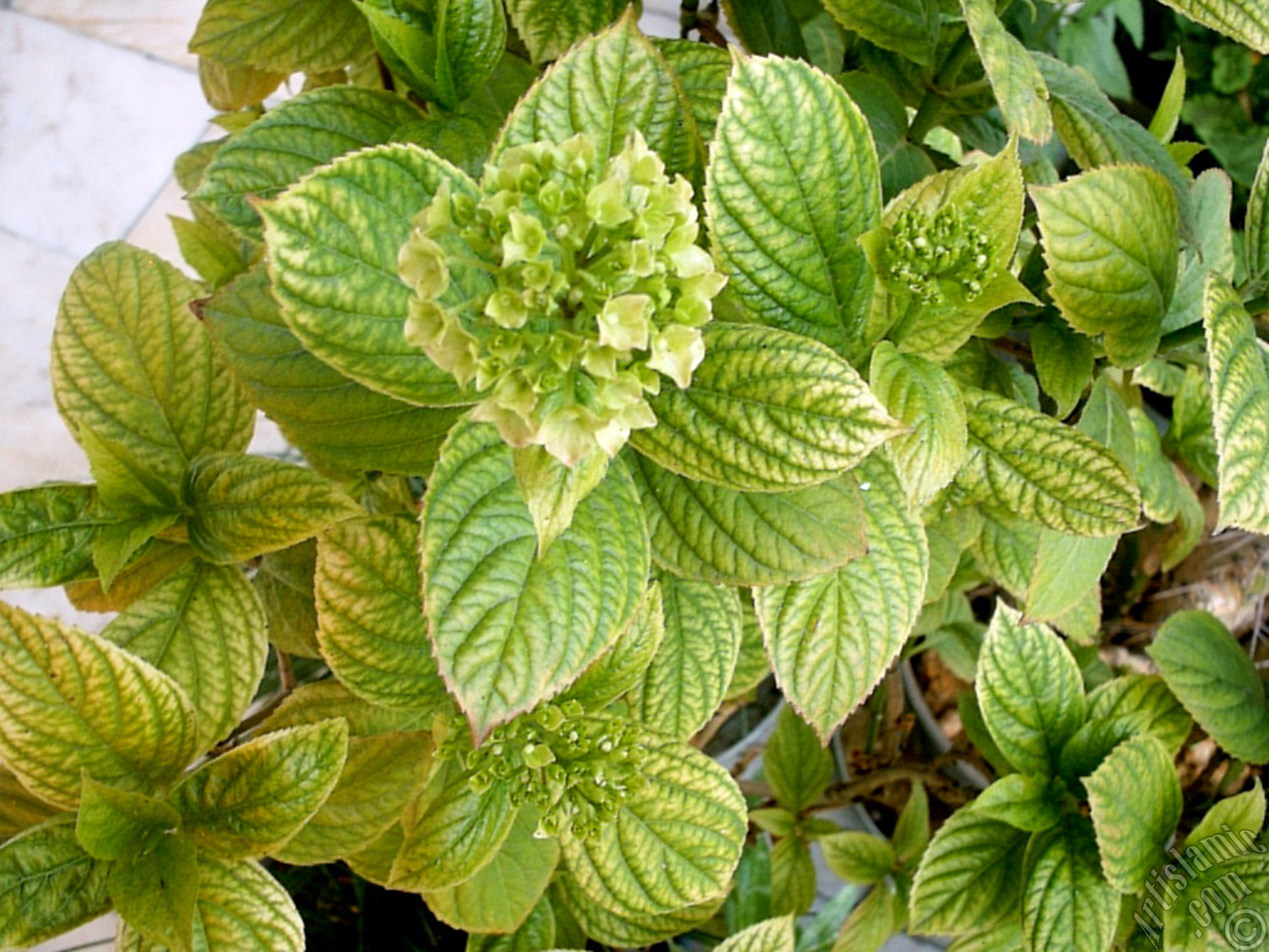 Hydrangea -Hortensia- flower.
