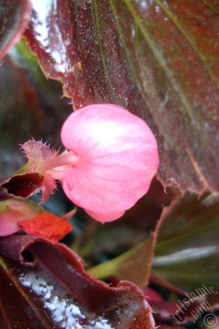 A mobile wallpaper and MMS picture for Apple iPhone 7s, 6s, 5s, 4s, Plus, iPods, iPads, New iPads, Samsung Galaxy S Series and Notes, Sony Ericsson Xperia, LG Mobile Phones, Tablets and Devices: Wax Begonia -Bedding Begonia- with pink flowers and brown leaves.
