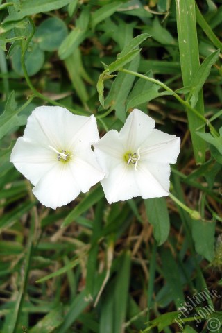 A mobile wallpaper and MMS picture for Apple iPhone 7s, 6s, 5s, 4s, Plus, iPods, iPads, New iPads, Samsung Galaxy S Series and Notes, Sony Ericsson Xperia, LG Mobile Phones, Tablets and Devices: White Morning Glory flower.
